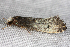  ( - 2008GM-0083)  @13 [ ] Copyright (2010) Unspecified Unspecified