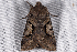  ( - 2011GM-0005)  @12 [ ] Copyright (2011) Gary McDonald Unspecified
