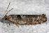  ( - 2011GM-0114)  @13 [ ] Copyright (2011) Gary McDonald Unspecified