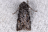  ( - 2011GM-0141)  @13 [ ] Copyright (2011) Gary McDonald Unspecified