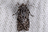  ( - 2011GM-0156)  @13 [ ] Copyright (2011) Gary McDonald Unspecified