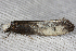  ( - 2011GM-0192)  @13 [ ] Copyright (2011) Gary McDonald Unspecified