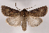  (Agrotis vancouverensis - 2011GM-0200)  @15 [ ] Copyright (2011) Gary McDonald Unspecified