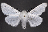  (Spilosoma vestalis - 2011GM-0240)  @16 [ ] Copyright (2011) Gary McDonald Unspecified