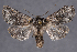  ( - 2011GM-0268)  @13 [ ] Copyright (2011) Gary McDonald Unspecified