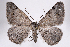  ( - 2011GM-0278)  @15 [ ] Copyright (2011) Gary McDonald Unspecified