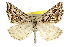  (Plataea californiaria - 2011GM-0354)  @15 [ ] Copyright (2011) Gary McDonald Unspecified