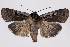  (Parabagrotis - 2011GM-0420)  @15 [ ] Copyright (2011) Gary McDonald Unspecified