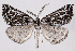 ( - 2011GM-0438)  @15 [ ] Copyright (2011) Gary McDonald Unspecified