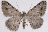  (Digrammia californiaria - 2011GM-0462)  @15 [ ] Copyright (2011) Gary McDonald Unspecified