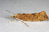  ( - 2011GM-0484)  @13 [ ] Copyright (2011) Gary McDonald Unspecified