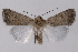  (Caradrina sp - 2011GM-0512)  @14 [ ] Copyright (2011) Gary McDonald Unspecified