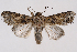  (Spodoptera praefica - 2011GM-0589)  @15 [ ] Copyright (2011) Gary McDonald Unspecified