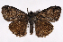  ( - 2011GM-0598)  @13 [ ] Copyright (2011) Gary McDonald Unspecified