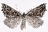  ( - 2011GM-0641)  @15 [ ] Copyright (2011) Gary McDonald Unspecified