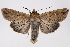  (Mythimna unipuncta - 2011GM-0698)  @15 [ ] Copyright (2011) Gary McDonald Unspecified