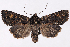  ( - 2011GM-0718)  @14 [ ] Copyright (2011) Gary McDonald Unspecified