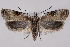  (Agonopterix alstroemeriana - 2011GM-0732)  @14 [ ] Copyright (2011) Gary McDonald Unspecified