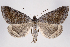  (Caenurgia - 2011GM-0779)  @16 [ ] Copyright (2011) Gary McDonald Unspecified