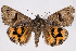  ( - 2011GM-0786)  @15 [ ] Copyright (2011) Gary McDonald Unspecified