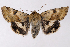  ( - 2011GM-0799)  @15 [ ] Copyright (2011) Gary McDonald Unspecified
