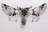  ( - 2011GM-0828)  @14 [ ] Copyright (2011) Gary McDonald Unspecified