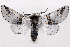  ( - 2011GM-0837)  @15 [ ] Copyright (2011) Gary McDonald Unspecified