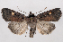  (Adelphagrotis indeterminata - 2011GM-0920)  @14 [ ] Copyright (2011) Gary McDonald Unspecified