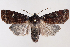 (Homoglaea dives - 2011GM-0962)  @14 [ ] Copyright (2011) Gary McDonald Unspecified