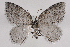  (Venusia duodecemlineata - 2012GM-0127)  @14 [ ] CreativeCommons - Attribution Non-Commercial Share-Alike (2012) Gary McDonald Unspecified