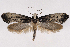  (Tinea occidentella - 2012GM-0128)  @15 [ ] CreativeCommons - Attribution Non-Commercial Share-Alike (2012) Gary McDonald Unspecified