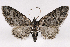  (Eupithecia rotundopuncta - 2012GM-0133)  @15 [ ] CreativeCommons - Attribution Non-Commercial Share-Alike (2012) Gary McDonald Unspecified