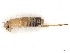  ( - CBG-A16682-H05)  @11 [ ] CreativeCommons - Attribution (2023) CBG Photography Group Centre for Biodiversity Genomics