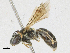  (Andrena ungeri - CBG-A16715-F06)  @11 [ ] CreativeCommons - Attribution Share-Alike (2023) CBG Photography Group Centre for Biodiversity Genomics