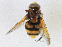  ( - CBG-A16682-F08)  @11 [ ] CreativeCommons - Attribution Share-Alike (2023) CBG Photography Group Centre for Biodiversity Genomics