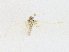  ( - CBG-A16699-D04)  @11 [ ] CreativeCommons - Attribution Share-Alike (2023) CBG Photography Group Centre for Biodiversity Genomics