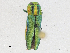  ( - CBG-A16716-F04)  @11 [ ] CreativeCommons - Attribution Share-Alike (2023) CBG Photography Group Centre for Biodiversity Genomics