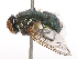  ( - CBG-B01512-D10)  @11 [ ] CreativeCommons - Attribution Share - Alike (2025) CBG Photography Group Centre for Biodiversity Genomics