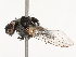  ( - CBG-B01517-B04)  @11 [ ] CreativeCommons - Attribution Share - Alike (2025) CBG Photography Group Centre for Biodiversity Genomics
