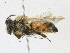  (Andrena elmaria - CBG-A07045-B08)  @11 [ ] CreativeCommons - Attribution Share-Alike (2023) CBG Photography Group Centre for Biodiversity Genomics