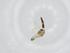 (Corynoneura sp. 25ES - CBG-A20256-D08)  @11 [ ] CreativeCommons - Attribution Share - Alike (2023) Centre for Biodiversity Genomics Centre for Biodiversity Genomics