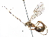  (Enicospilus pescadori - BIOUG26076-D09)  @14 [ ] CreativeCommons - Attribution (2016) CBG Photography Group Centre for Biodiversity Genomics