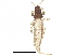  (Stephanothrips occidentalis - BIOUG27003-F02)  @13 [ ] CreativeCommons - Attribution (2016) CBG Photography Group Centre for Biodiversity Genomics