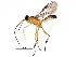  (Bentyra - BIOUG31215-E12)  @13 [ ] CreativeCommons - Attribution (2016) CBG Photography Group Centre for Biodiversity Genomics