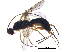  (Rasnitsynoryctes - BIOUG31387-G07)  @14 [ ] CreativeCommons - Attribution (2017) CBG Photography Group Centre for Biodiversity Genomics