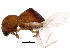  (Xylosandrus mancus - BIOUG31489-A04)  @13 [ ] CreativeCommons - Attribution (2017) CBG Photography Group Centre for Biodiversity Genomics
