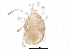  (Typhlodromina sp. JCS01 - BIOUG20223-H05)  @13 [ ] CreativeCommons - Attribution (2016) CBG Photography Group Centre for Biodiversity Genomics