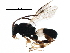  ( - BIOUG20526-D01)  @11 [ ] CreativeCommons - Attribution (2017) CBG Photography Group Centre for Biodiversity Genomics