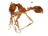  (Solenopsis geminata - BIOUG20526-D03)  @14 [ ] CreativeCommons - Attribution (2017) CBG Photography Group Centre for Biodiversity Genomics