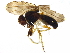  (Liodrosophila - BIOUG19040-E10)  @11 [ ] CreativeCommons - Attribution (2016) CBG Photography Group Centre for Biodiversity Genomics